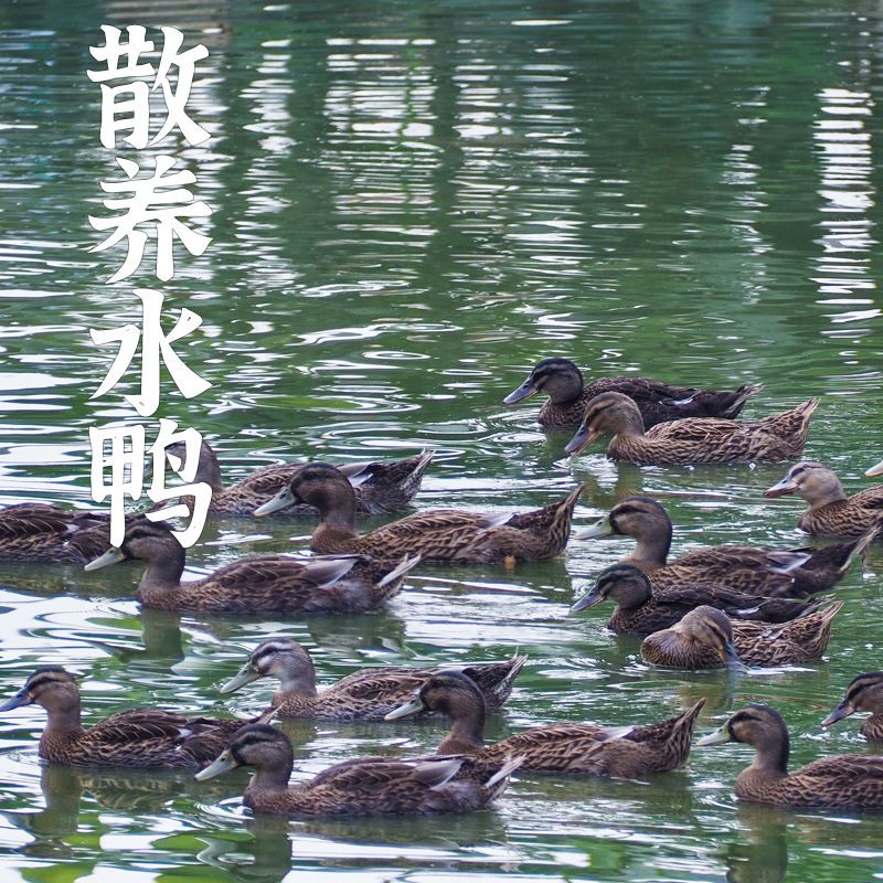 水鸭青头鸭绿头鸭炖汤料新鲜现杀农家散养两只只真空顺丰包邮