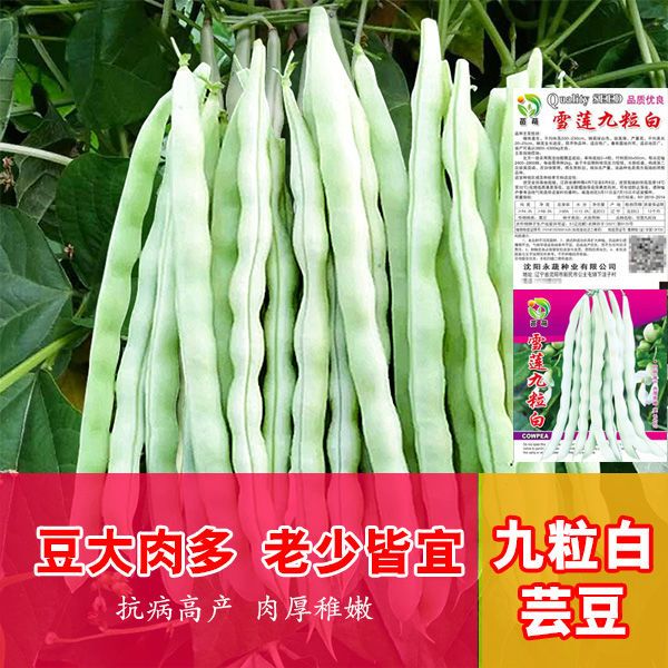 九粒白芸豆种子白不老豆角云豆种籽高产架豆角春秋季豇豆白条大田