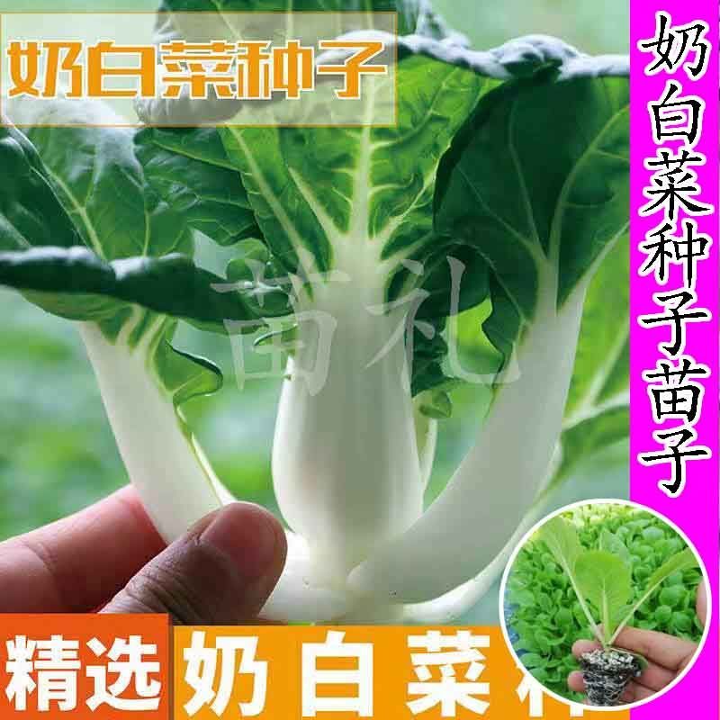 奶白菜种子四季播阳台盆栽白菜种苗子小白菜种子早熟抗病大田