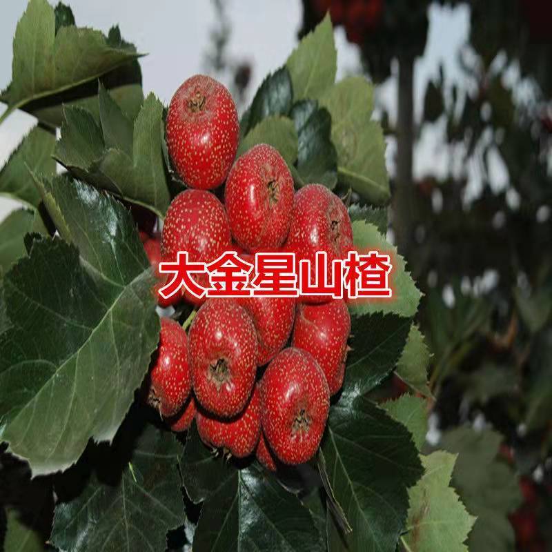 大金星山楂树苗 嫁接山楂苗 超金星山楂果苗当年结果南方北方种植