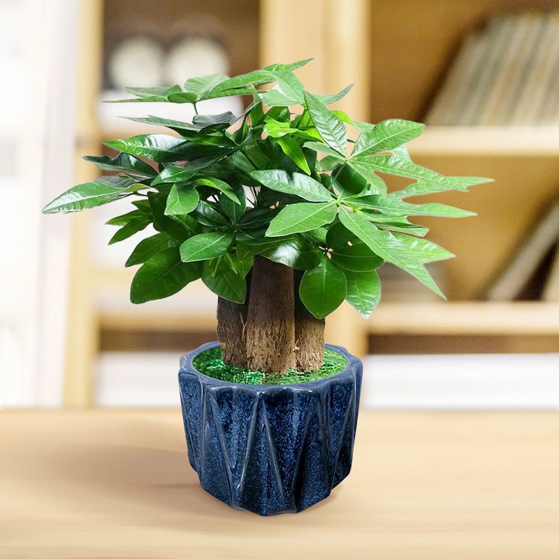发财树盆栽室内客厅桌面绿植小盆景大发财树苗招财树吸甲醛植物