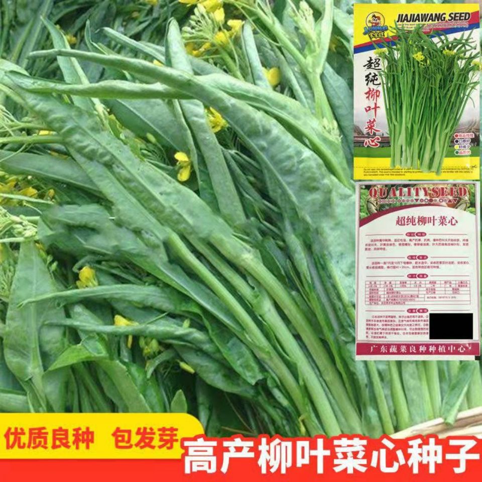 超纯柳叶菜心种子桂林菜花种子广东广西特色蔬菜种子卷叶菜心蔬菜