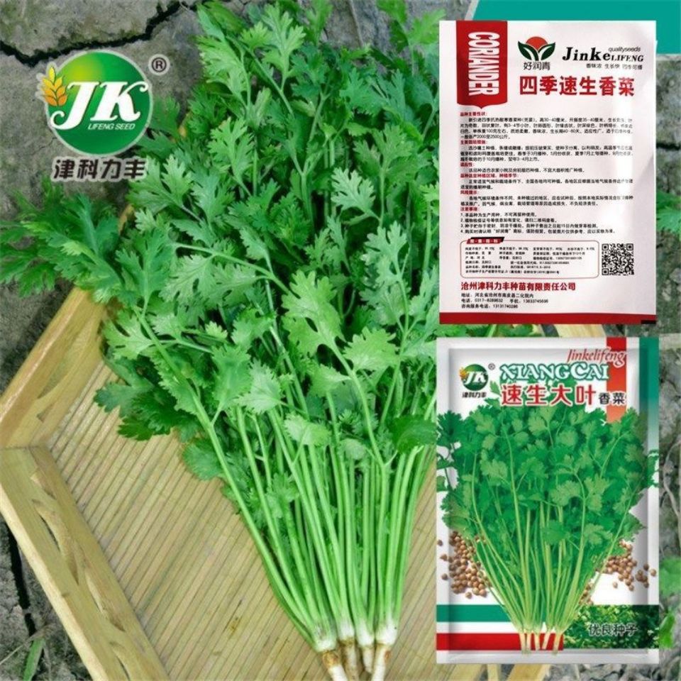 四季香菜种子室内盆栽小香菜种子大叶香菜芫荽香菜种