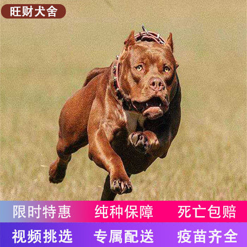 比特犬幼犬活体巨型大体纯种血统成年凶猛犬斗犬家庭守护狗狗猎犬