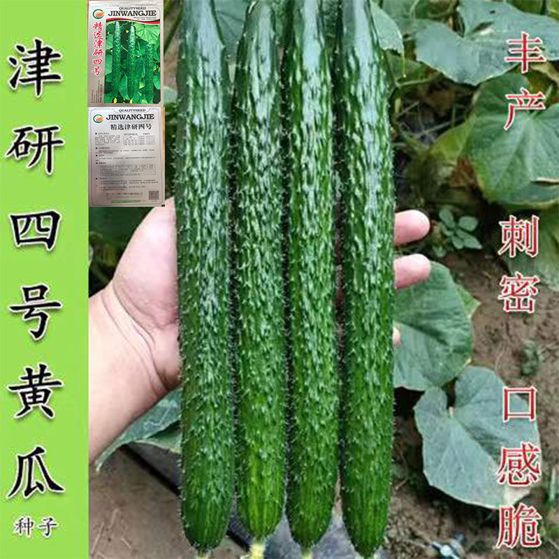 津研四号刺黄瓜种子四季播种蔬菜水果黄瓜种籽庭院阳台盆栽青瓜子