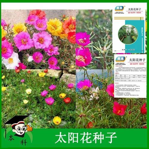 松叶牡丹四季播多瓣复瓣重瓣太阳花种子种籽春季种孑秋季蔬菜苗