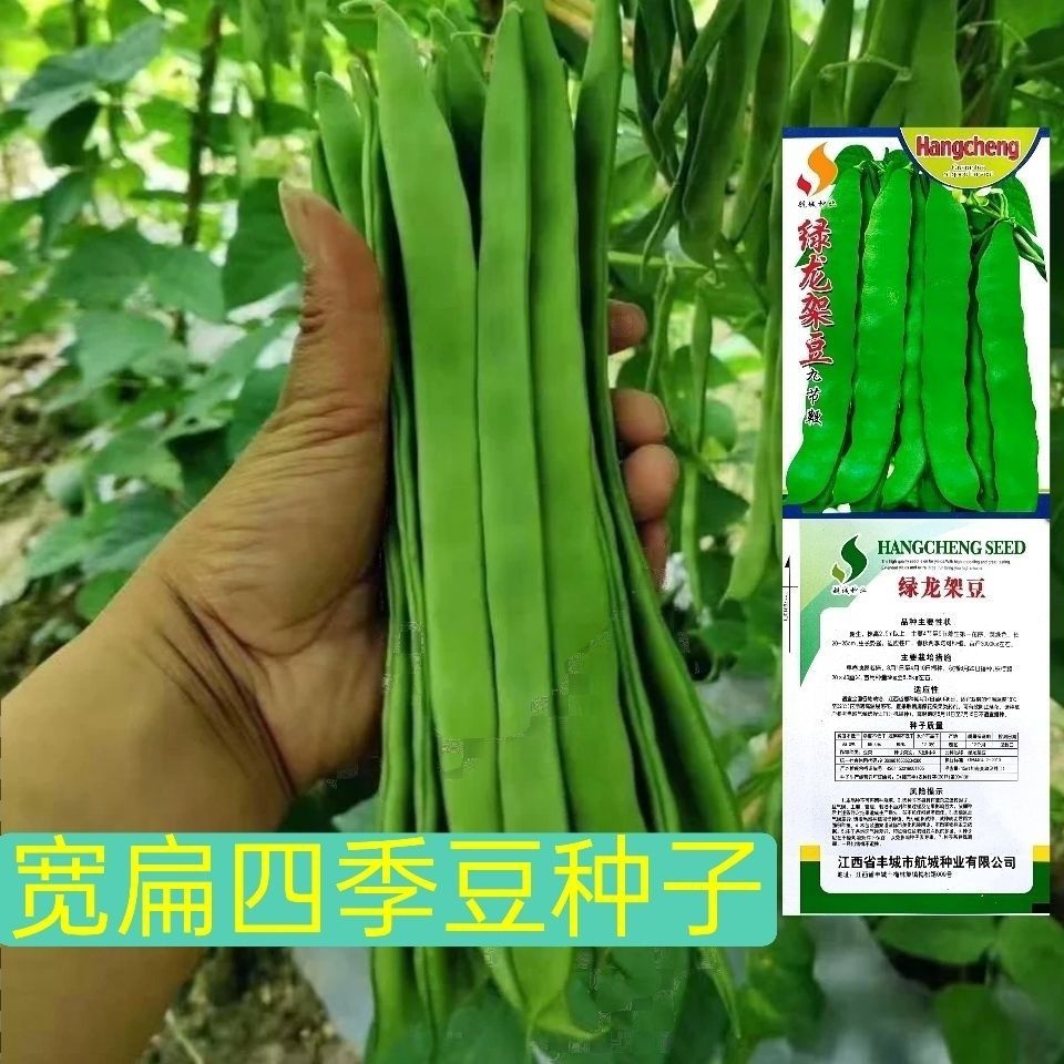 高产荷兰四季绿金龙芸豆种宽荚扁芸豆豆角四季豆种子大棚早熟高产