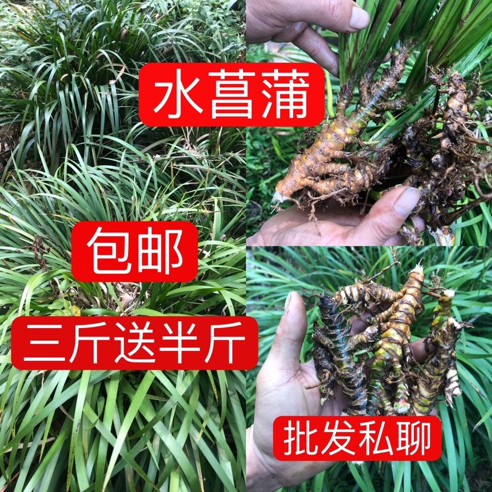 野生新鲜水菖蒲老根泥菖莆臭蒲根水菖蒲草根水剑草中药材一斤包邮