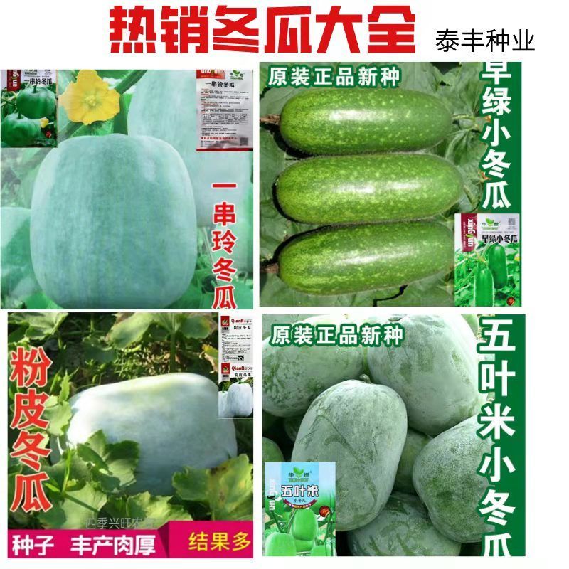 冬瓜种籽一串铃东瓜粉皮冬瓜孑五叶米小冬瓜早绿冬瓜蔬菜种子大全