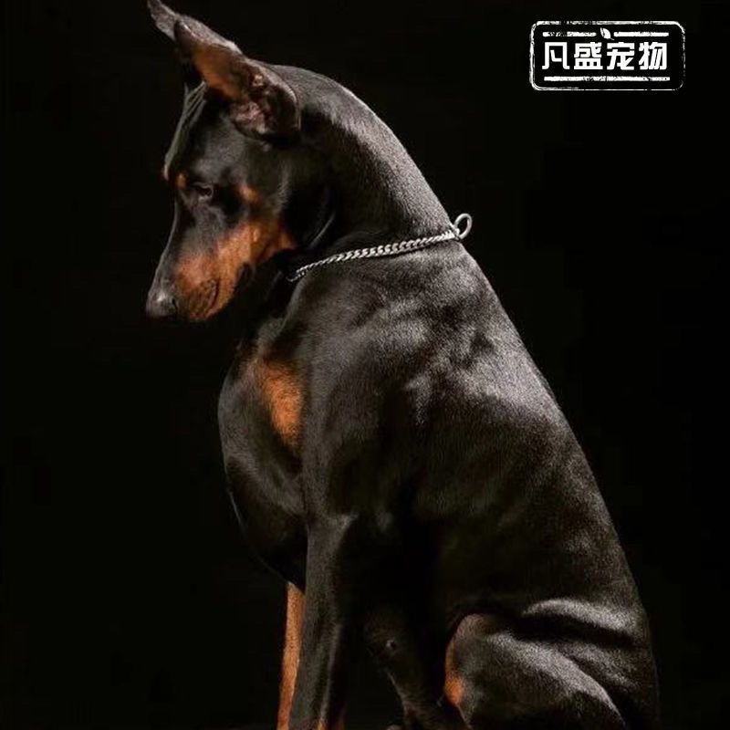 纯种杜宾幼犬宠物活体狗狗德系杜宾护卫犬杜宾犬大型杜宾狗包健康