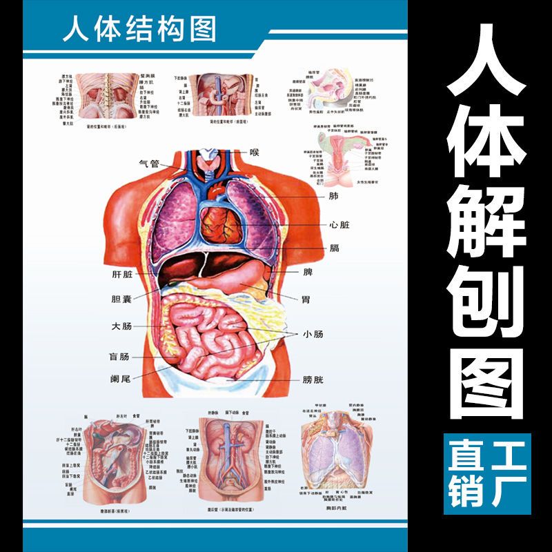 人体解剖图彩色学骨骼结构图神经肌肉五脏六腑淋巴示意解刨器官