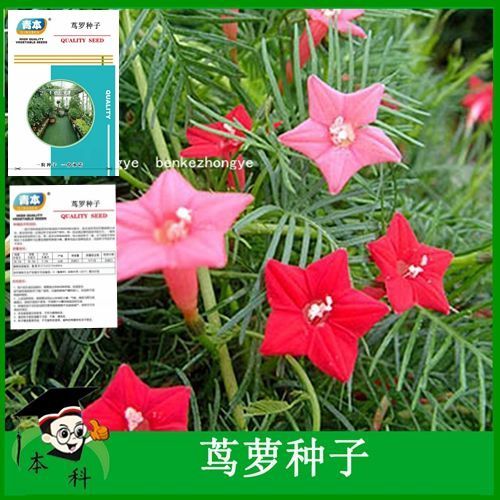 四季播花种子【茑萝种子】好看好养花期长 庭院阳台五星花花种孑