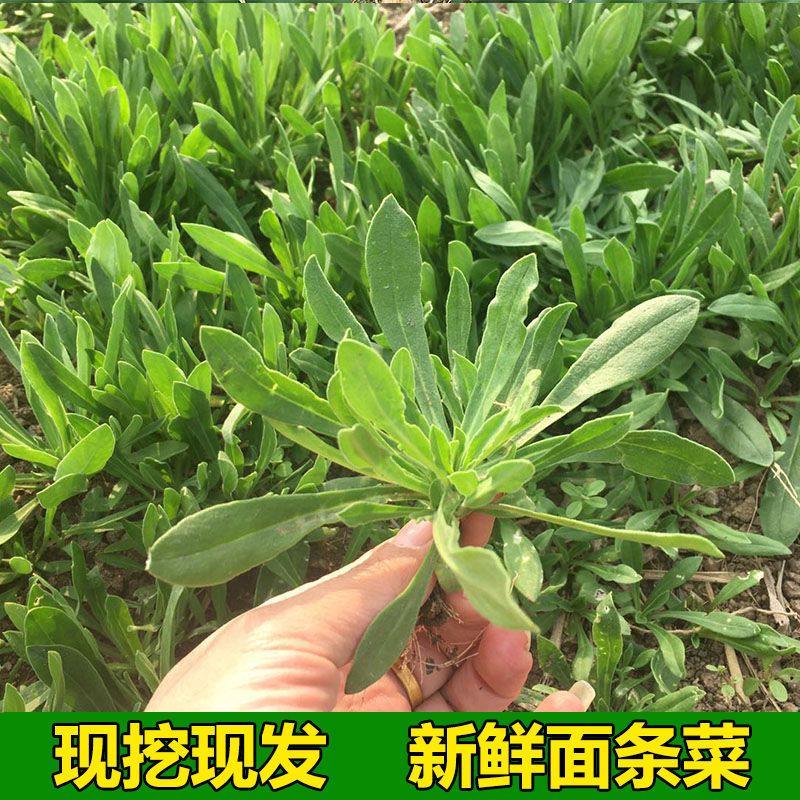 面条菜新鲜蔬菜现挖野菜柳叶菜蒸菜河南羊蹄棵火锅菜养生菜面条棵