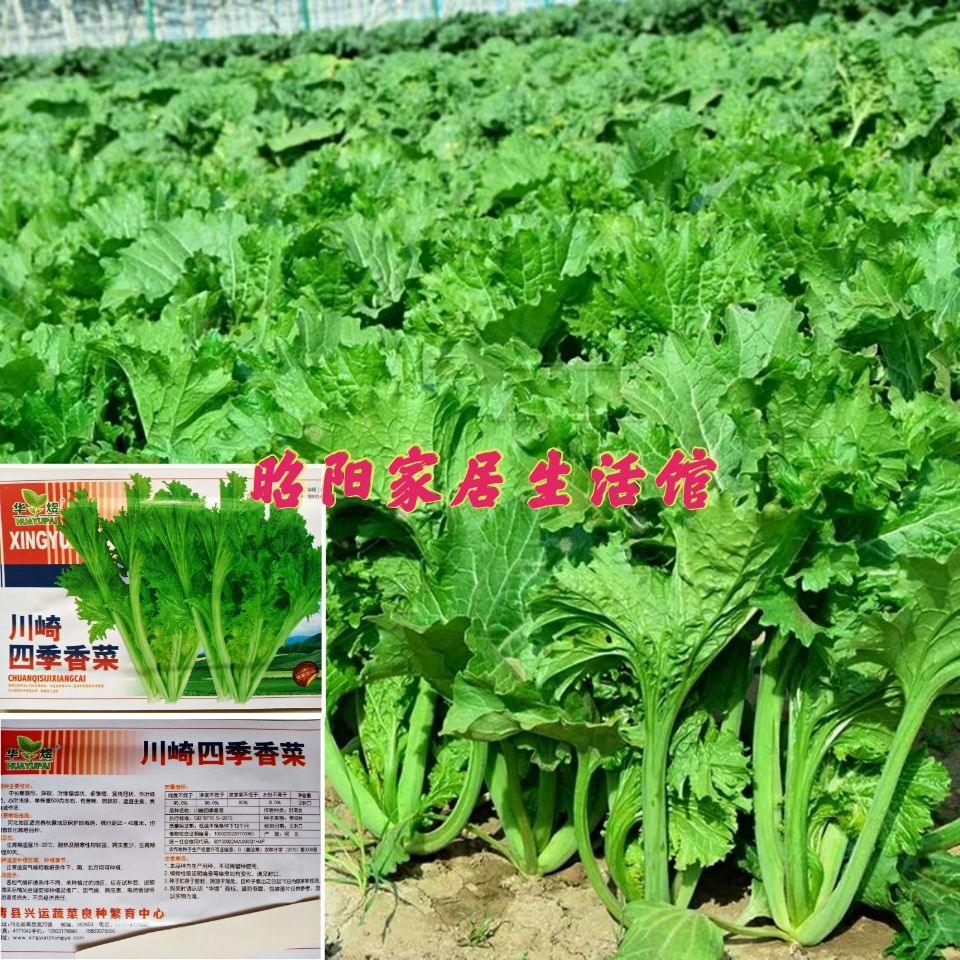 川崎四季香菜种子香芥菜春秋季播种可盆栽高产特色蔬菜籽小菜园种