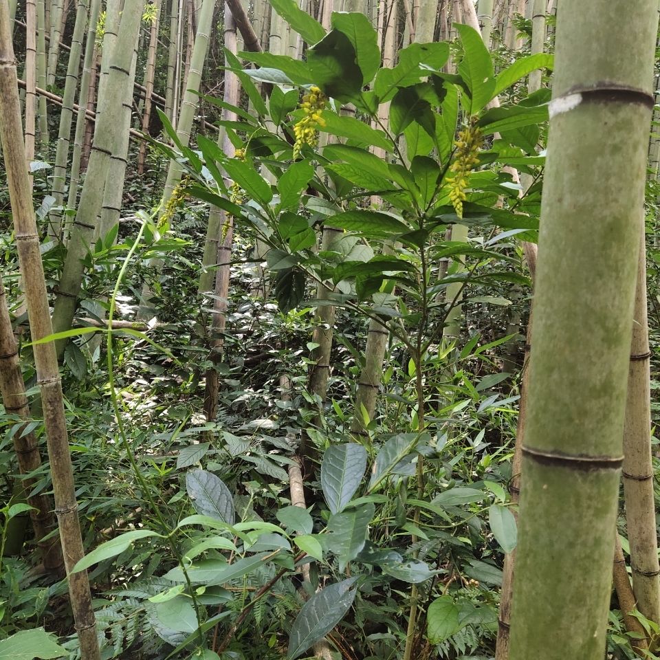 野生黄花倒水莲倒吊王黄花参现挖鲜货干货批发