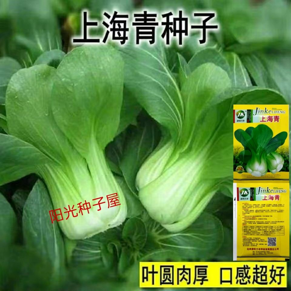 上海青种子矮脚小白菜油菜籽青梗速生快蔬菜种籽青菜四季易种盆栽