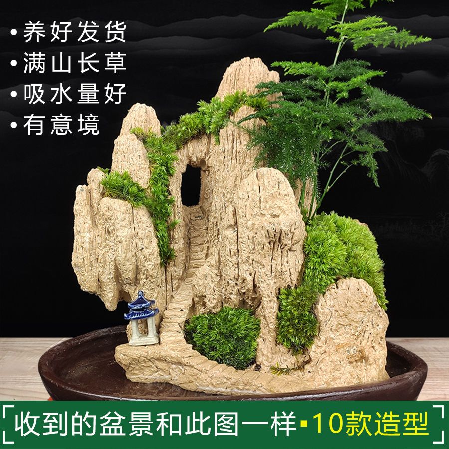 吸水奇石假山盆景造景文竹盆栽天然原植物石头上水石流水小型摆件