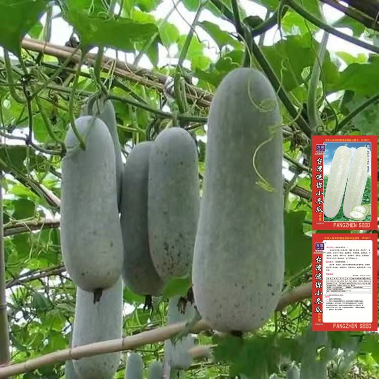 小冬瓜毛冬瓜种子盆栽小节瓜冬瓜子高产早熟毛瓜农家庭院蔬菜种子