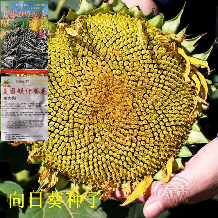 大头食用向日葵种子大粒大盘食用葵花籽春夏秋小菜园观赏食用种子