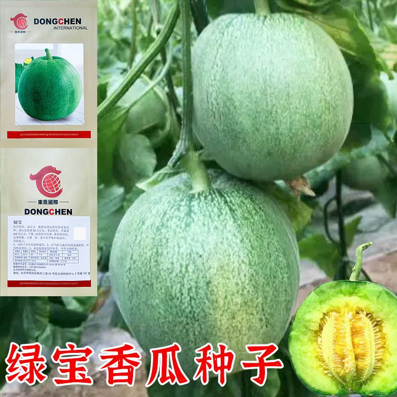 绿宝香瓜种籽香甜酥脆高产水果香瓜种羊角蜜甜瓜种子大全蔬菜种孑