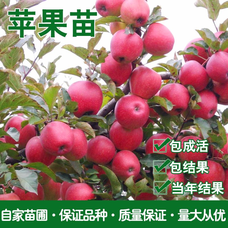 矮化黑钻苹果树苗 盆栽地栽冰糖心苹果苗南北方四季种植当年结果