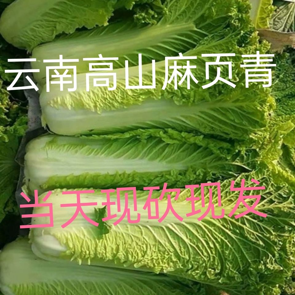 云南青口大白菜麻叶青菜,绿白菜时令蔬菜新鲜农家自种现摘