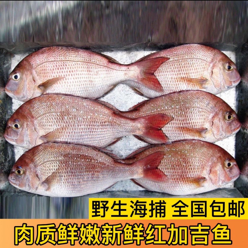 红加吉鱼新鲜冷冻赤棕鱼野生冰鲜红立鱼真鲷鱼海鱼类海鲜铜盆鱼