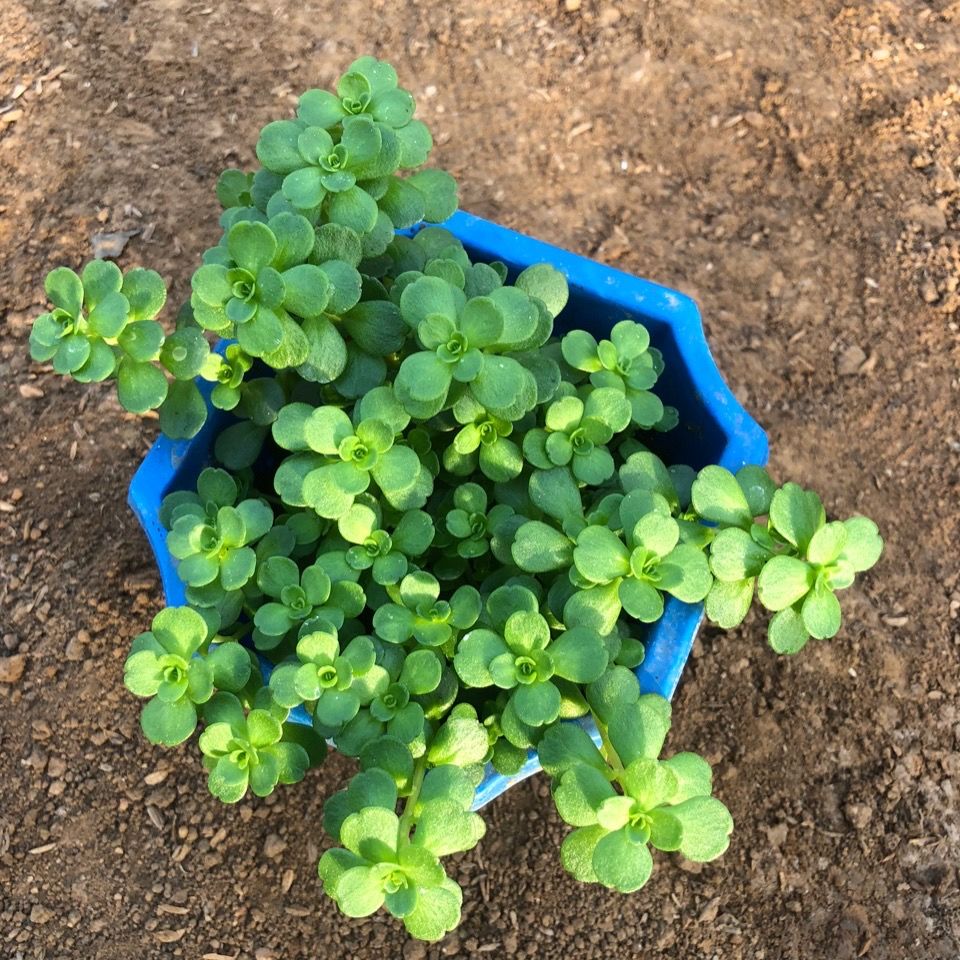 凹叶景天新鲜野生石板菜野生盆栽绿植种草多肉