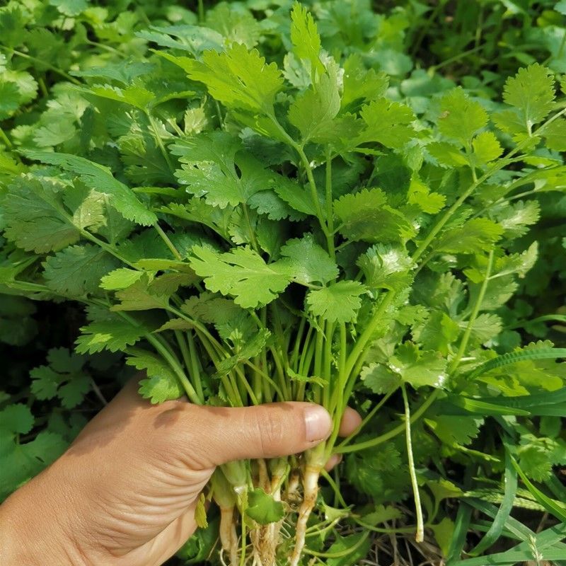 春季小香菜种子大叶香菜四季可播蔬菜种子农田阳台盆栽易种菜种籽
