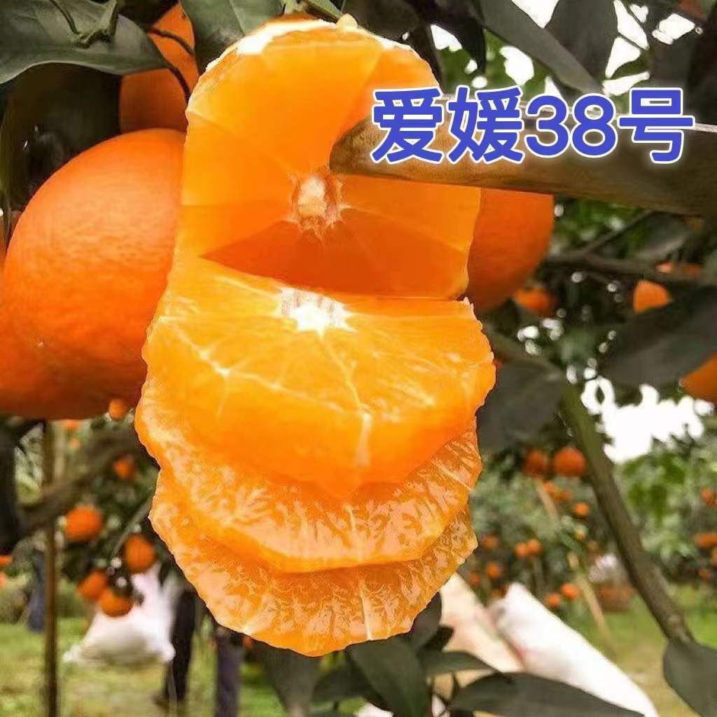 爱媛38号果冻橙无核多汁嫁接橙树苗地栽盆栽南北方种植当年结果