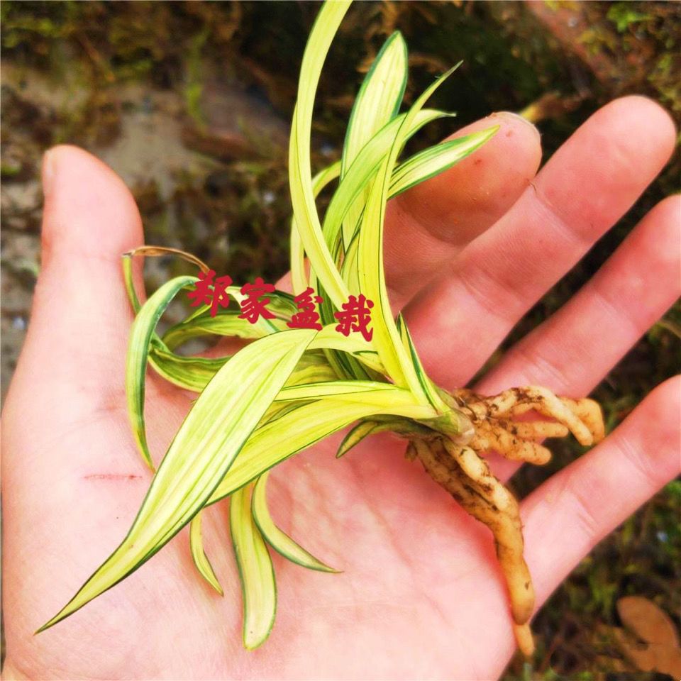 黄金中透草 绿兰 老种苗艺草好种植兰花 花盆盆栽花卉浓香鲜花