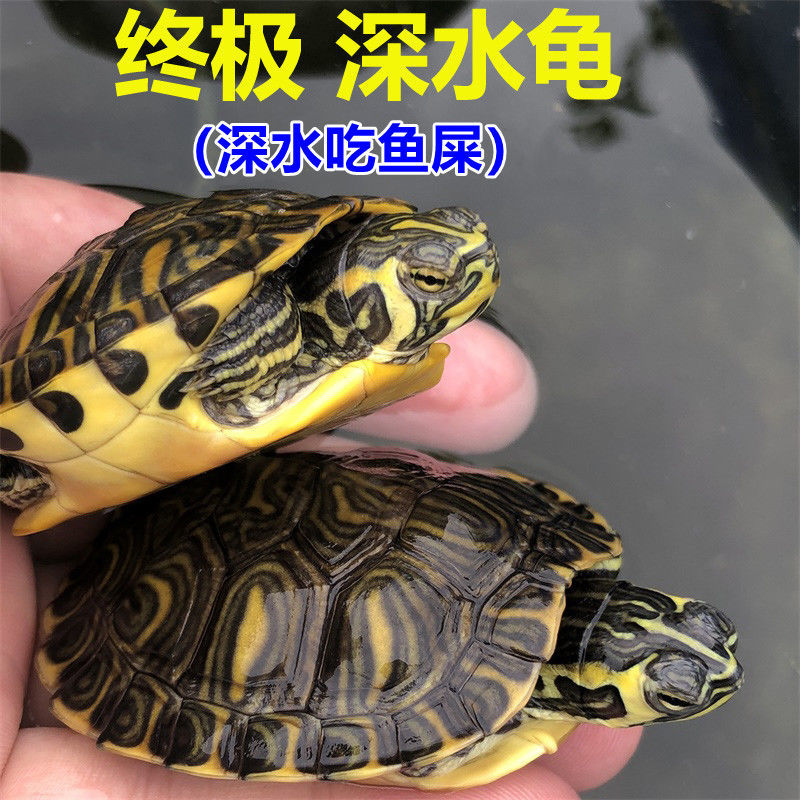 深水乌龟活物冷水长寿龟家养宠物观赏小乌龟招财一对黄耳吃粪淡水