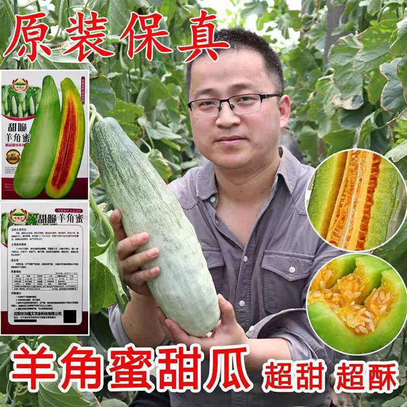 羊角酥瓜甜瓜种子四季播田园阳台盆栽薄皮甜羊角脆羊角蜜香瓜种苗