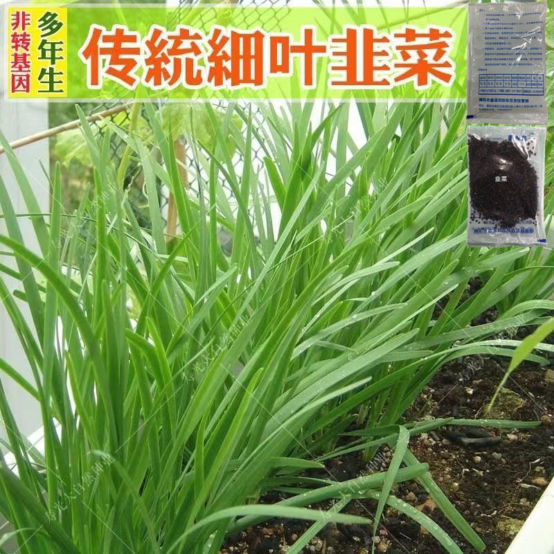 细叶韭菜种子农家蔬菜韭菜根苗菜种盆栽韭菜种籽四季韭菜种孑红根