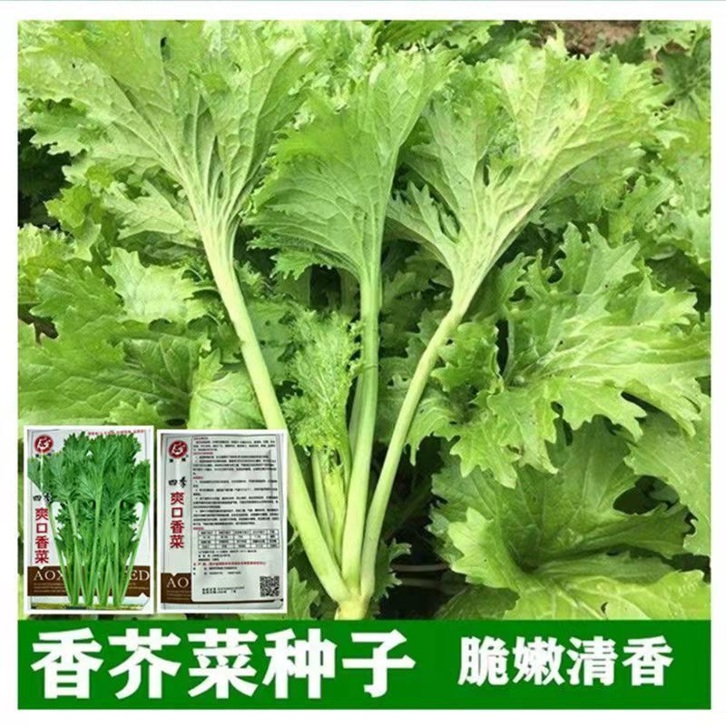 香芥菜种子四季爽口香菜种子小青菜春秋播种可盆栽蔬菜籽田园蔬菜