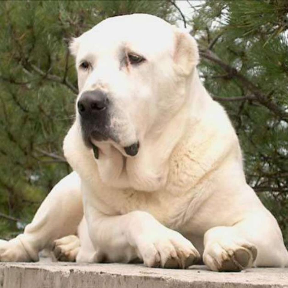 中亚牧羊犬幼犬猛犬猎狼犬超大型宠物小狗狗活物真狗小狗幼崽