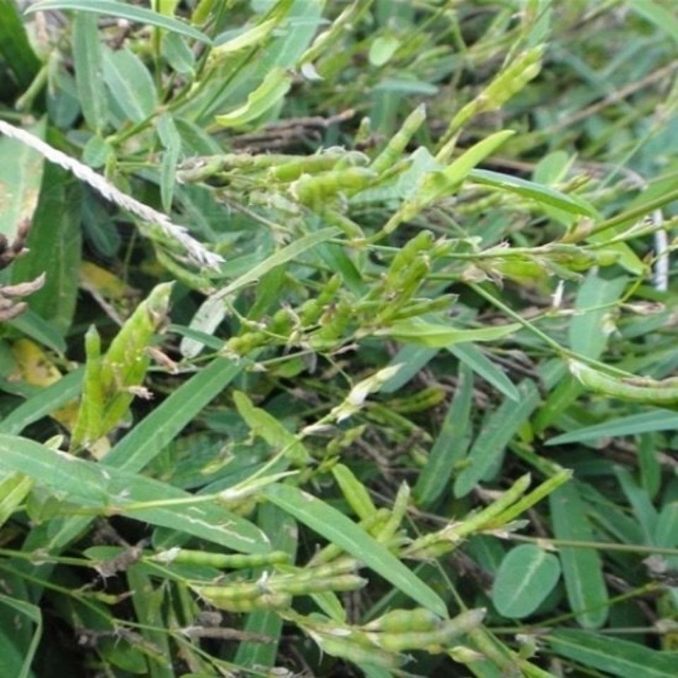 半身不遂股骨酸痛链夹豆狗蚁草蓼蓝豆单叶草 野生新鲜假叉仔