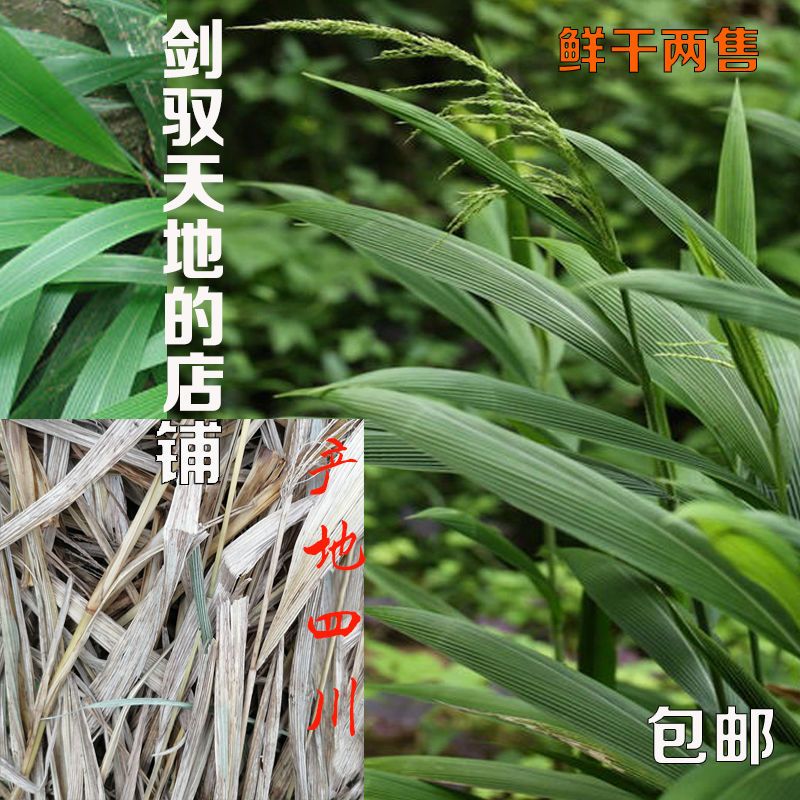 棕叶狗尾草芩草涩船草棕茅皱茅中药材农产品箬叶莩宗叶草