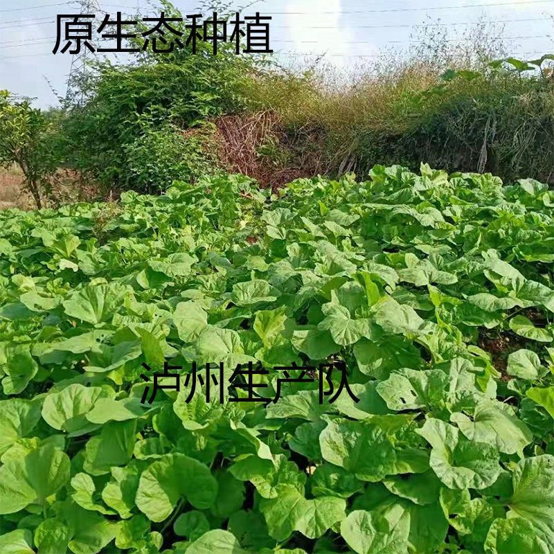 四川农家冬寒菜东苋菜新鲜蔬菜马蹄菜冬葵滑菜野菜高钙菜现摘现发