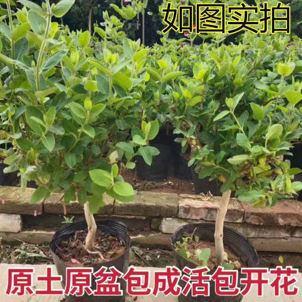 四季金银花树苗盆栽地栽可食用爬藤阳台庭院南北方种植可观赏药用