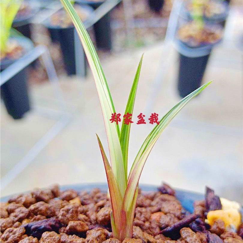 原生绿兰兰花瓷白红津甲中透艺 好种养 兰花稀有兰花 盆栽花卉