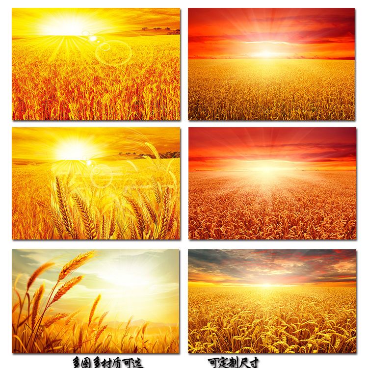 金色麦田海报丰收挂画阳光下金色麦子麦穗田园风室内装饰画墙贴画