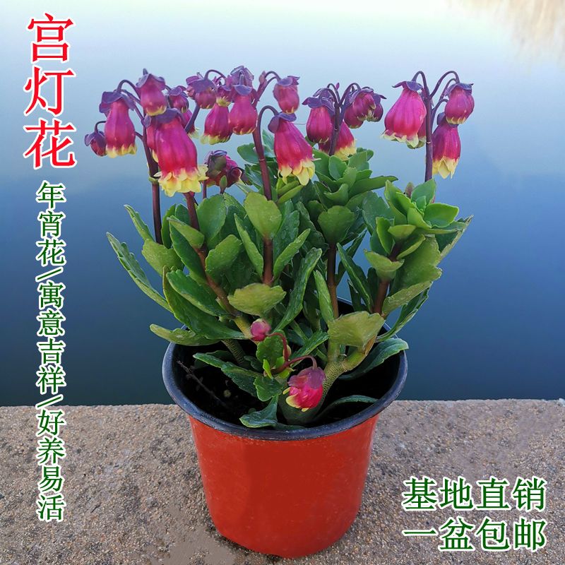 宫灯长寿花重瓣大花单瓣年宵花吉祥灯笼花四季常绿阳台客厅庭院