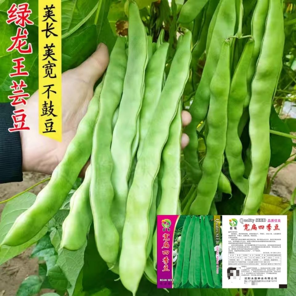 扁宽四季豆种子 扁芸豆农家菜园高产蔬菜籽豆种大全南北方可种植