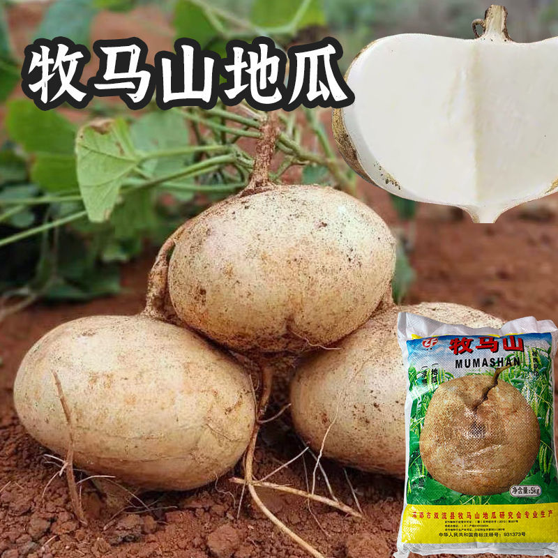 牧马山地瓜种籽早熟高产凉薯种子水果沙葛凉瓜土瓜种农家蔬菜种孑