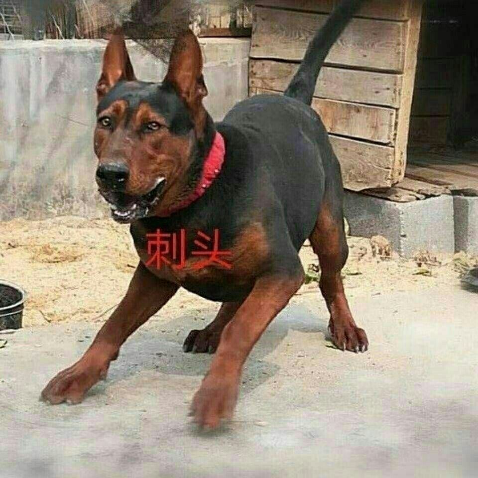 莱州红幼犬三个月苏联红虎头红狼狗狩猎犬猛犬小狗狗活物幼崽真狗