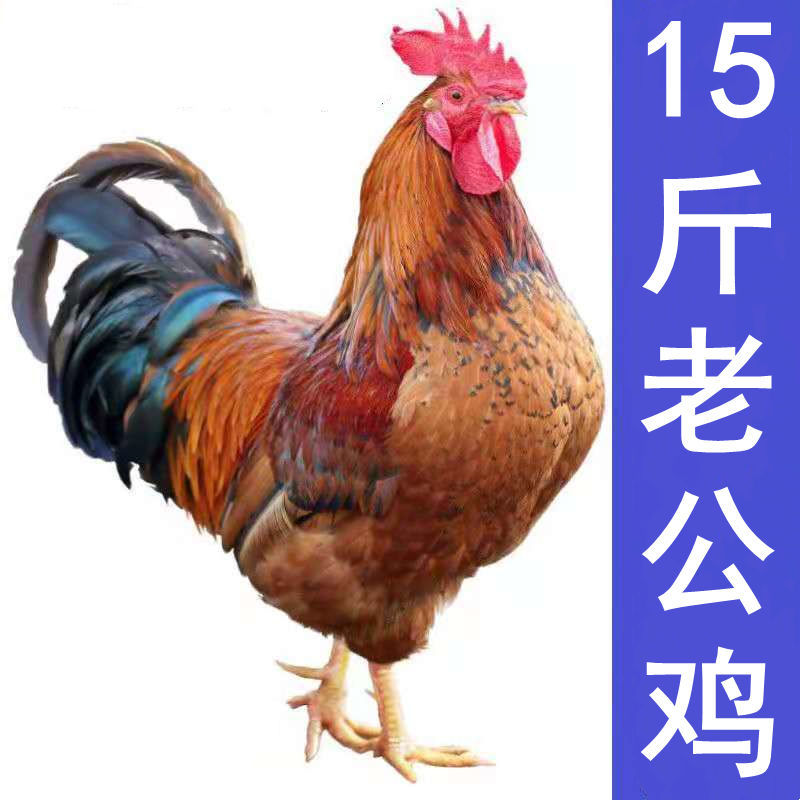 【散养老公鸡】农村散养笨公鸡现杀正宗老土公鸡活体