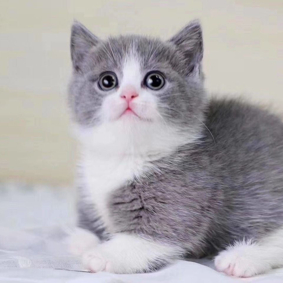 英短蓝猫幼猫英国短毛猫矮脚蓝猫蓝白猫折耳猫幼崽可爱宠物龙猫