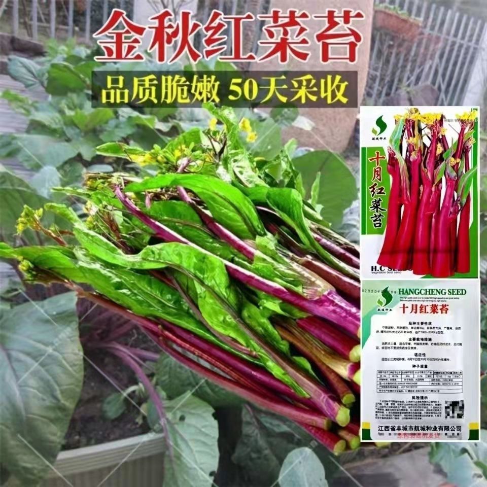 金秋红春夏红菜苔种子种籽紫菜苔广东菜心阳台四季盆栽蔬菜孑甜