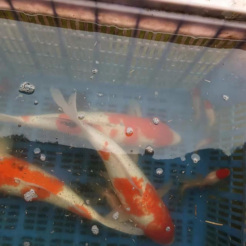 红白大正三色昭和绯写水墨丹顶金锦鲤冷水鱼招财转运宠物水族精品